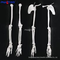 Labeled Upper Limb Bone Model: Scapula, Clavicle, Humerus, Radius, Ulna for Orthopedic Training and Teaching. Upper Limb Bones (Left) white
