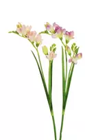 Kwiatydonice Nežinomas Dirbtinė gėlė, frezija, rausva sp./violetinė sp., 59 cm