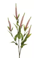 Kwiatydonice Nežinomas Dirbtinė gėlė Veronika, rožinė sp., 72 cm
