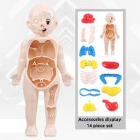 Vaikams Montessori 3D Dėlionė Žmogaus Kūno Anatomijos Modelis Švietimo Mokymosi Organas Surinktas Žaislas Kūno Mokymo Priemonė Vaikams beige