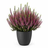 Lauko augalas viržis, Ø 17, 30 cm, lot. CALLUNA MIX