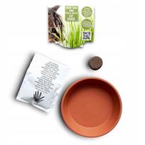Rinkinys katėms: žolės sėklos su terakotos vazonėliu, 15 g, Bio Earth