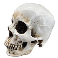 Natūralus suaugusio žmogaus kaukolės modelis medicininiam mokymui ir menui white