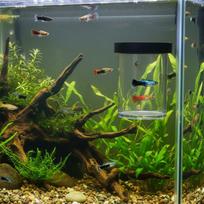 Guppy Veisimo Dėžutė Aukšto Matomumo Plūduriuojanti Veisimo Dėžutė Dvigubo Tinklelio Dizainas Plūduriuojanti Veisimo Dėžutė BlackM