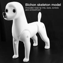 Fenice Naminių Gyvūnų Imitacija Plaukų Kirpimas Netikras Šuns Modelis Praktikos Šuo Standartinis Skeletas Modelis Šuo Visas Kūnas Netikri Plaukai