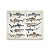 Sharks of The World Art Canvas Prints Great White Shark Poster Mako Hammerhead Tiger Bull Basking Whale Painting Bathroom Decor 40cm×50cm NoFrame white