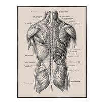 Žmogaus kūno skeletas anatomija plakatas organai meno kūrinys dekoratyviniai paveikslai drobė sienų menas klinikinė estetika medicinos kabineto dekoras 40x60cm No Framed