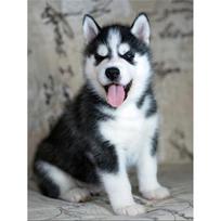 Naujas 5D „pasidaryk pats“ deimantinis piešimas „Husky“ deimantinis siuvinėjimas Gyvūnų siuvinėjimas kryželiu, pilnas kvadratas, apvalus grąžtas, amatai namų dekoro rankinis dovana Full Round 40x50CM