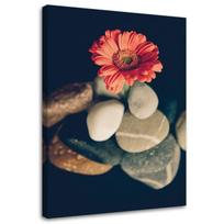 Spaudinys ant drobės Gerbera Flowers Stones 40x60 pilka spalva