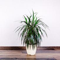 Dracaena marginata Magenta