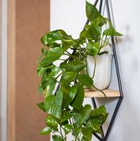 Epipremnum aureum