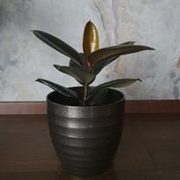 Ficus elastica Abidjan
