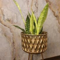 Sansevieria aubrytiana Dragon