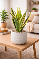 Sansevieria trifasciata Golden Flame