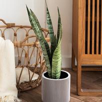 Sansevieria zeylanica