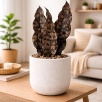 Sansevieria kirkii var.pulchra Coppertone