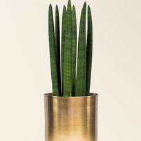 Sansevieria cylindrica Straight
