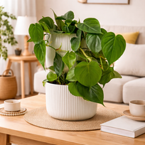 Philodendron scandens