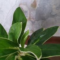 Aglaonema Madagascar