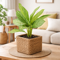Aglaonema Silver Stripes