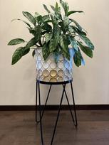 Aglaonema Maria