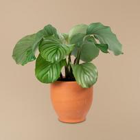 Calathea orbifolia