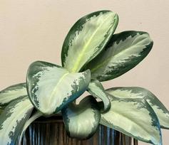 Aglaonema Green Bowl