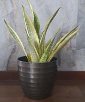 Sansevieria guinensis Variegata