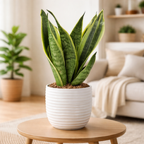 Sansevieria Canary