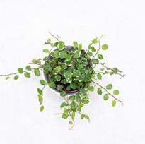 Ficus Pumila White Sunny