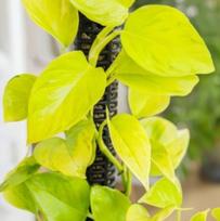 Epipremnum aureum Teruno Champs-Elysses