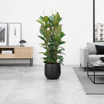 Ficus elastica Robusta, 100 cm