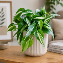 Philodendron hederaceum Rio