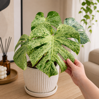 Monstera deliciosa Bulbasaur