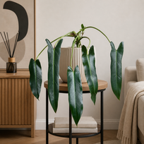 Philodendron spiritus-sancti