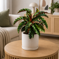 Calathea Velvet Glory