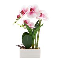 Orchidėja „GREENLAND“ H41 cm, baltame vazonėlyje, šviesiai rožinė gėlė