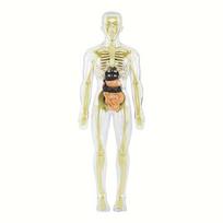 Žmogaus anatomijos modelių rinkinys Nuimamas skeletas ir pilnas liemuo Edukacinis STEM rinkinys Medicininio mokymo skeleto modelių rinkinys white