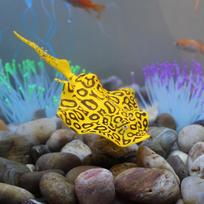 Luminous Silicone Aquarium Decorations: Goldfish & Manta Ray Simulation juoda