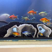 Akvariumo urvas krevetėms ir žuvims Akvariumo dekoracija Veisimosi prieglauda Kraštovaizdžio dekoracija Betai, Corydoras, mažoms cichlidoms, gupijoms, ropliams S blue
