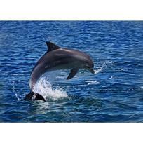 Šokinėjantys delfinai Sieniniai paveikslai Drobės tapyba Sienos menas Natūralaus jūrų gyvenimo plakatai ir spaudiniai Svetainei Namų dekoravimui Sieninė tapyba 21cm×30cm NoFrame gray