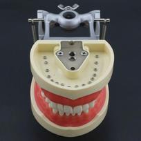 Kilgore Nissin 200 tipo odontologijos praktikos tipodontinis modelis Nuimami dantys 32 vnt. beige