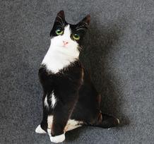 50 cm mielas tikroviškas 3D katės pliušinis žaislas, minkštas prikimštas gyvūno lėlės miego pagalvė, sofos pagalvėlė, animacinis lėlės namų dekoras, dovana black