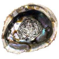 Kriauklė smilkalinė Abalone shell