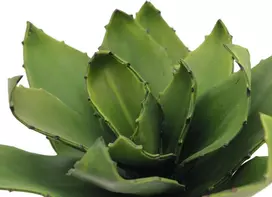 EUROPALMS Agave dirbtinis augalas, EVA, žalias, 35 cm 82530576