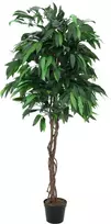 EUROPALMS dirbtinis mangų džiunglių medis, 180 cm, tikro medžio kamienas, tekstilinės lapai, cementinė vaza 82506726