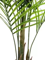 EUROPALMS didelio lapo Areca dirbtinis augalas, 165cm 82509441