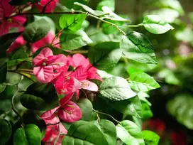 EUROPALMS Bougainvillea dirbtinis augalas, rožinis, 150 cm 82507055