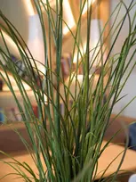 EUROPALMS dirbtinė nendrinė žolė, 145 cm, žalia/ruda, su vazonu 82600229