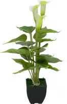EUROPALMS Calla mini dirbtinė baltos spalvos kalijos gėlė, 43 cm 82540347